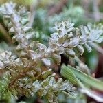 Selaginella helvetica ശീലം