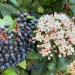 Viburnum rugosum 葉