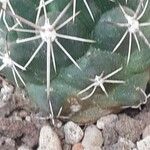 Thelocactus tulensis