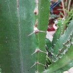 Euphorbia abyssinica Hoja