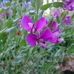 Polygala myrtifoliaЦвят