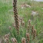 Echium boissieri Blodyn