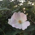 Rosa corymbifera 花