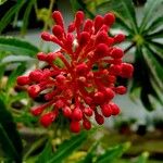 Jatropha multifida Vrucht