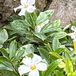 Mandevilla boliviensis Leaf