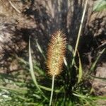 Setaria pumila Fleur