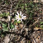 Anemone berlandieri Hàbitat