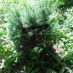 Juniperus communis Celota