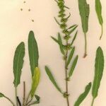Rumex × callianthemus Alkat (teljes növény)