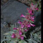 Penstemon monoensis Flower