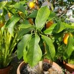 Citrus japonica ഇല