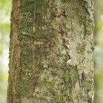Licania densiflora Bark