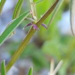 Vicia monantha Rinde