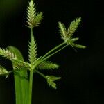 Cyperus laxus Altro