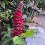 Costus spiralisÇiçek