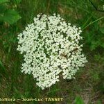 Cnidium silaifolium Flower