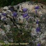 Campanula fritschii Habitus