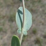 Coronilla scorpioides List