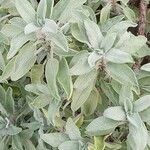 Salvia fruticosa 葉