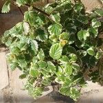 Coleus madagascariensis Leaf