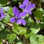 Viola riviniana Çiçek