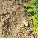 Rumex bucephalophorus Fleur