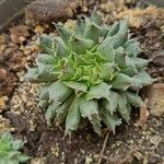 Sempervivum calcareum Blad