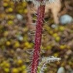 Erigeron uniflorus ᱪᱷᱟᱹᱞᱤ