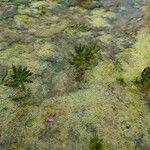 Myriophyllum verticillatum Blatt