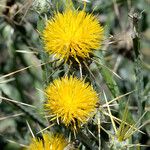 Centaurea solstitialis Õis