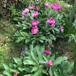 Paeonia corsica Flower