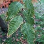 Nothofagus alpina ഇല