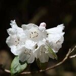 Rhododendron morii Blüte