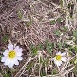 Anemone baldensis Flower