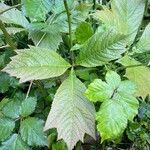 Rodgersia podophylla Blatt