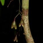 Syzygium schistaceum 整株植物