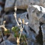 Arenaria aggregata Fruto