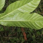 Genipa americana Лист