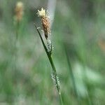 Carex lasiocarpa ফুল