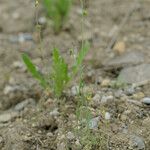 Linaria simplex Habit