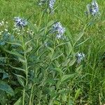 Amsonia elliptica Habit