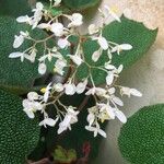 Begonia saxifraga 花