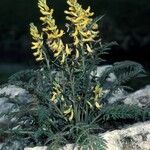 Corydalis cheilanthifolia Habitus