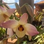Dendrobium moschatum Kvet