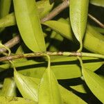 Clusia dukei Leaf