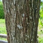 Cercidiphyllum japonicum Bark