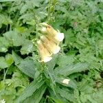 Digitalis grandifloraFlower