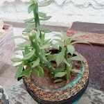 Pereskiopsis diguetii Hoja