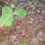 Trillium erectum برگ