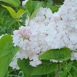 Syringa persica 花